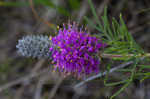 Purpletassels